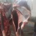 驴肉