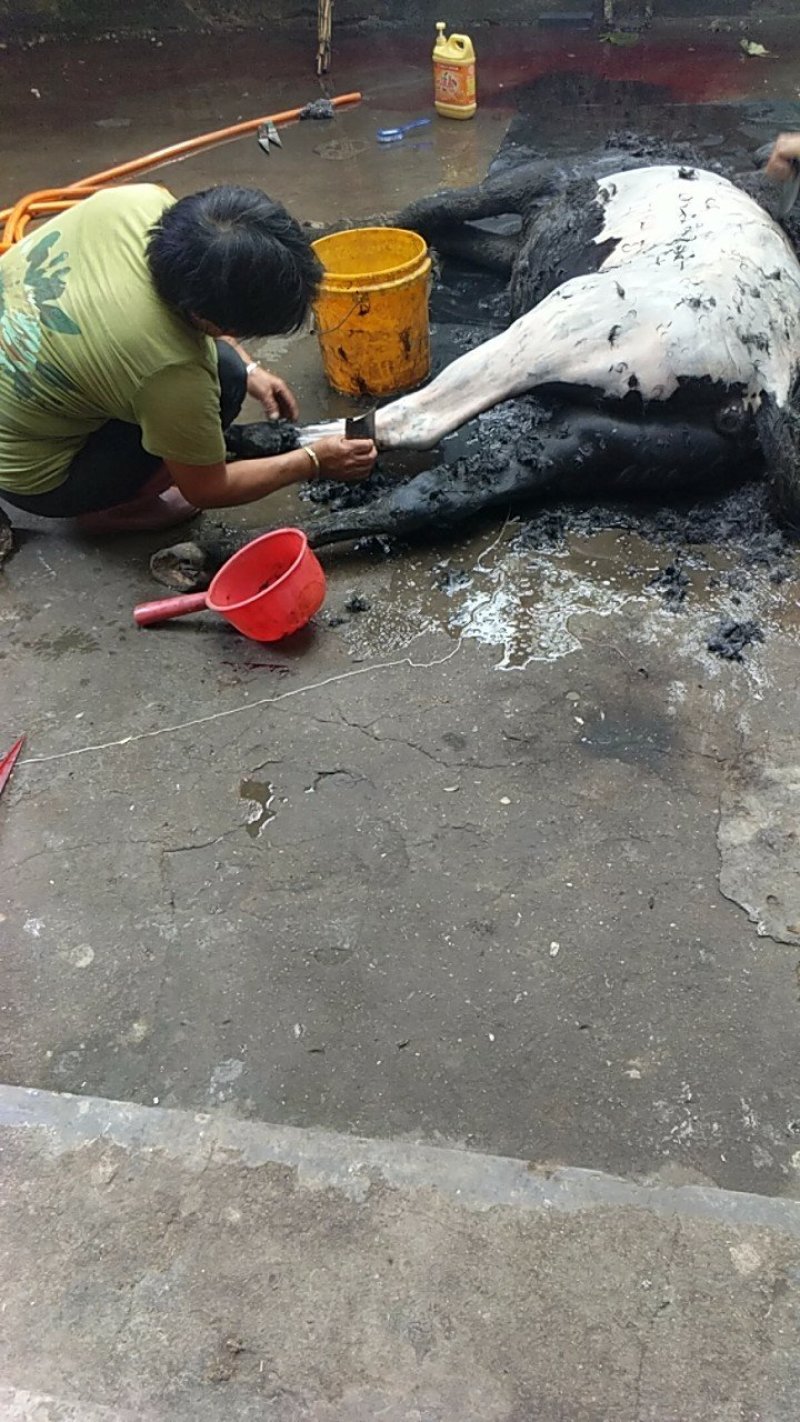 驴肉