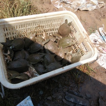 鳖中华鳖成品苗种生态环境