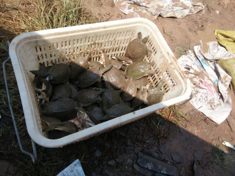 鳖中华鳖成品苗种生态环境