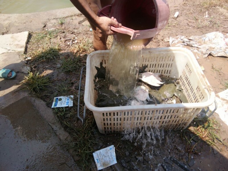 鳖中华鳖成品苗种生态环境