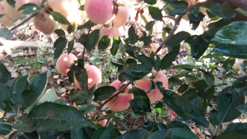 《山东苹果基地大量上市》基地直供，实力代办，量大优惠