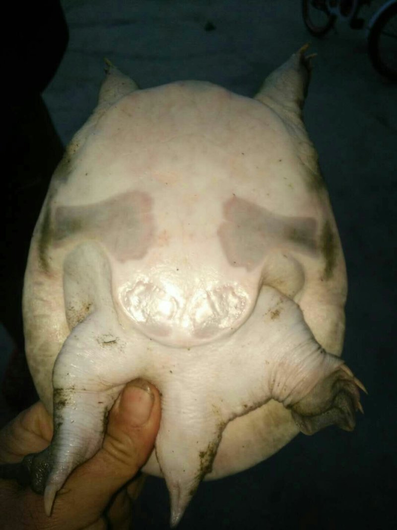 生态甲鱼