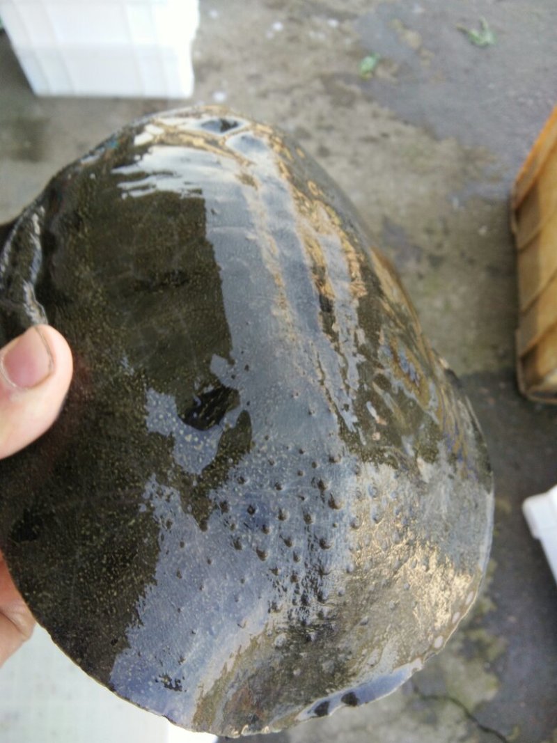 生态甲鱼