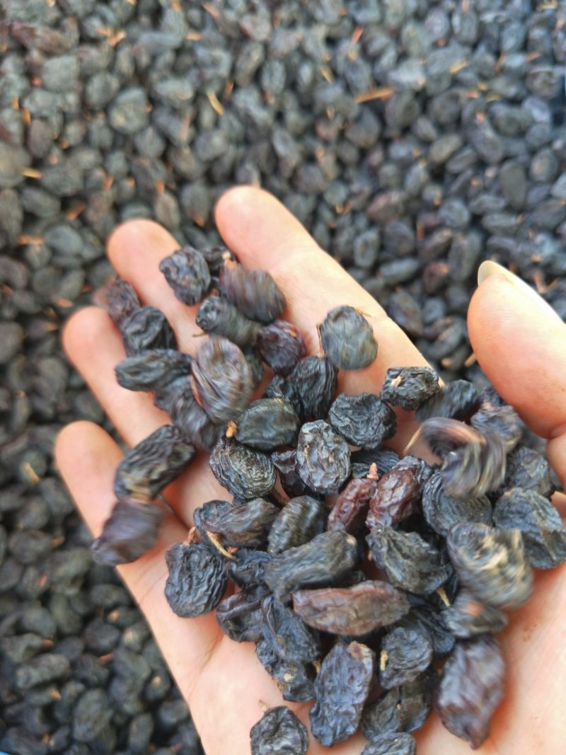 新疆黑加仑葡萄干500/袋.3斤包邮