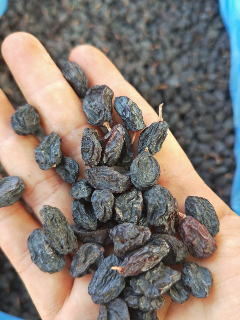 新疆黑加仑葡萄干500/袋.3斤包邮