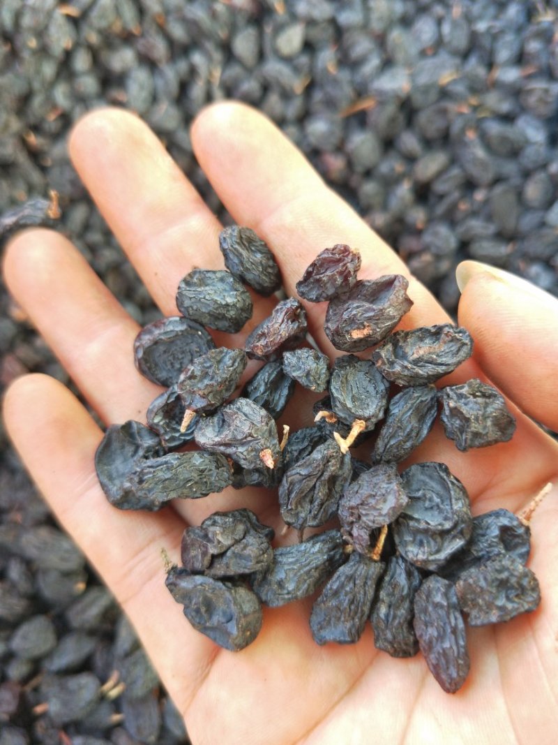 新疆黑加仑葡萄干500/袋.3斤包邮