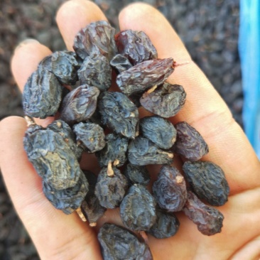 新疆黑加仑葡萄干500/袋.3斤包邮