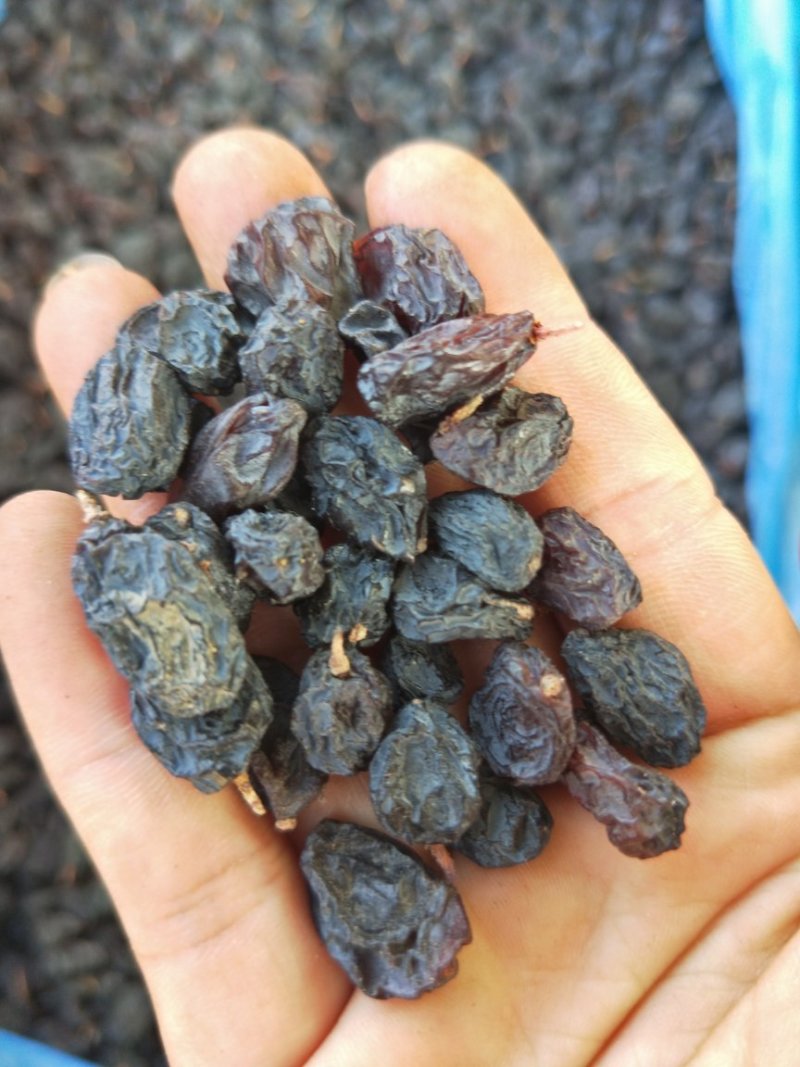 新疆黑加仑葡萄干500/袋.3斤包邮