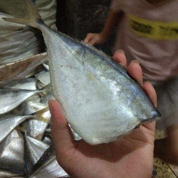 昌鱼干