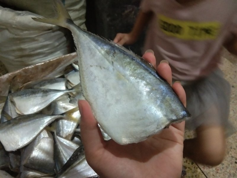 昌鱼干