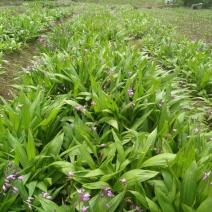 白及种茎出售，全芽紫花三叉大白及，每公斤二十六元