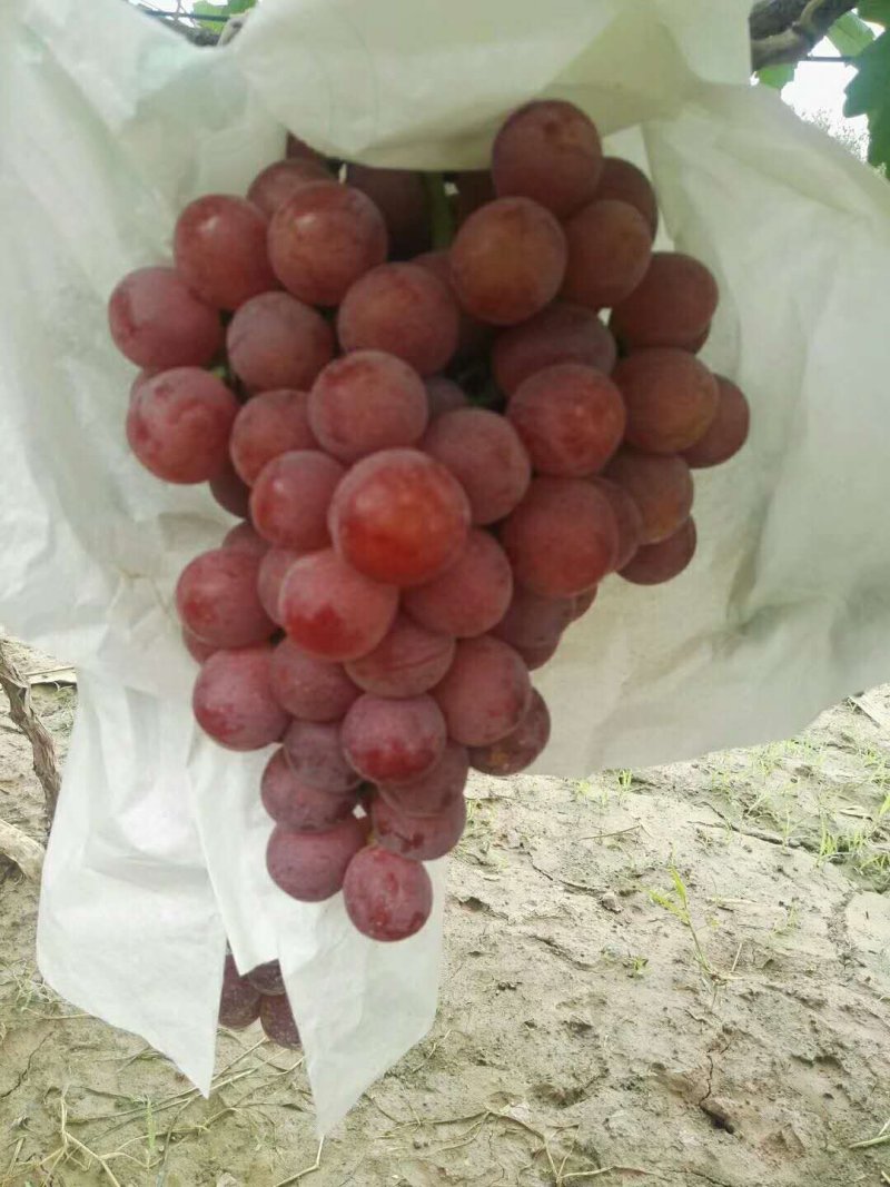 红地球。万亩葡萄种植基地。精品红提。专业打造精品。