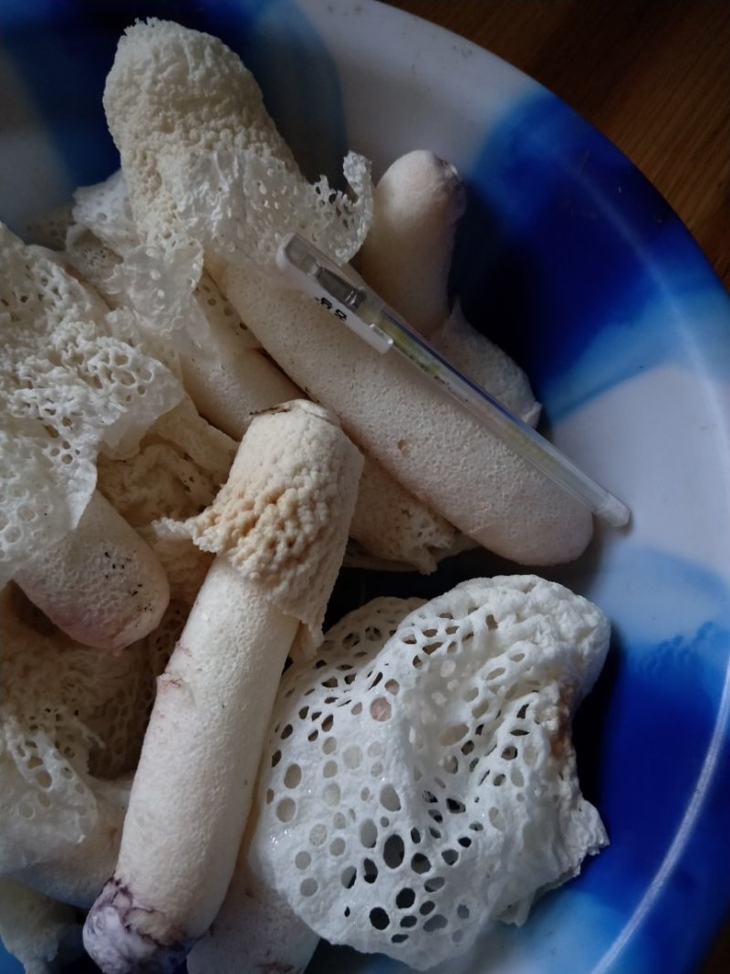 贵州竹荪