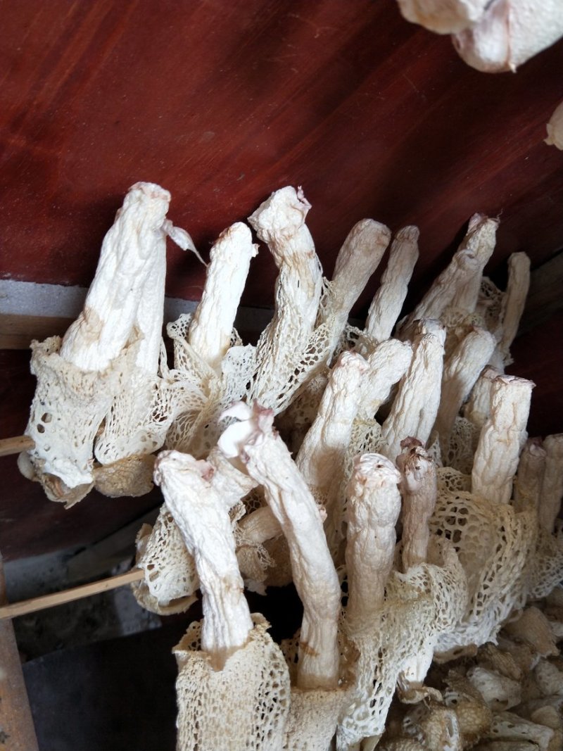 贵州竹荪