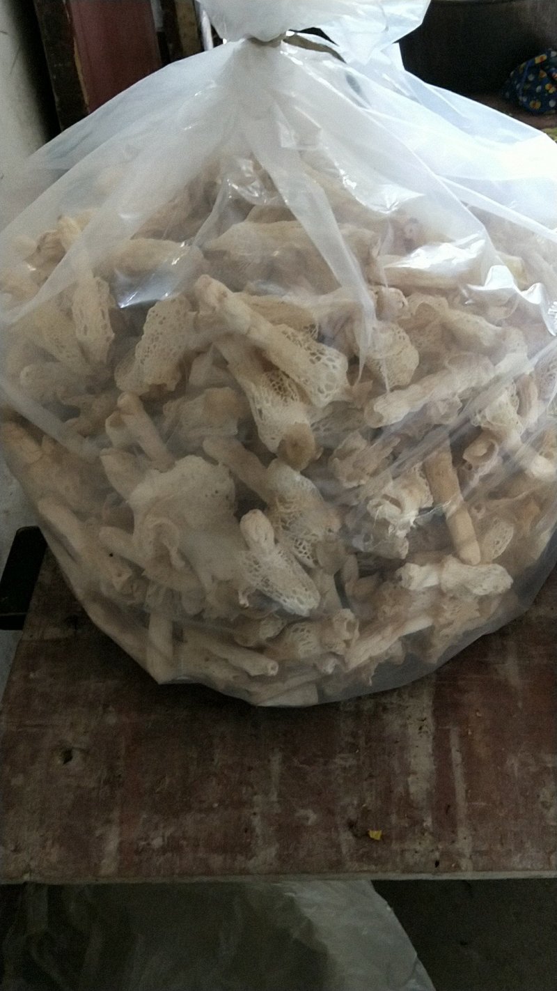 贵州竹荪