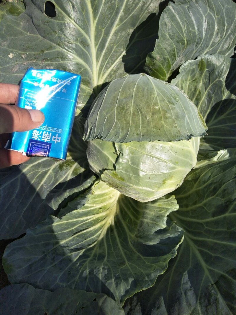 墨玉【河南开封通许万亩基地直供高质量高标准】