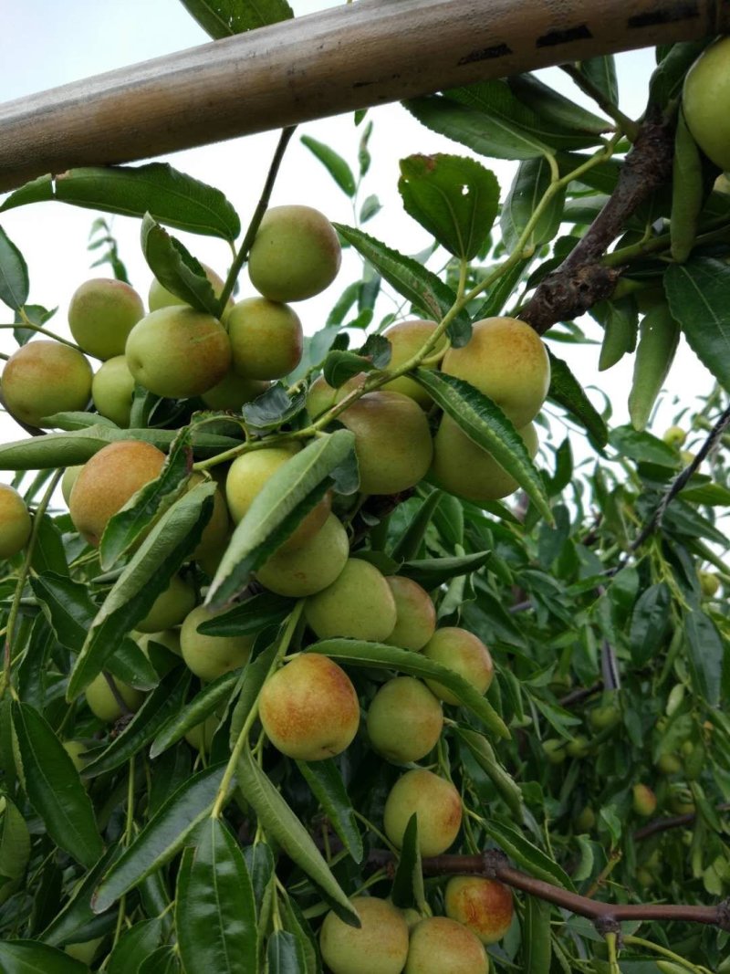 沾化冬枣