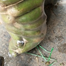 青萝卜791绿美人，夏萝卜国宾青萝现在有货卜。
