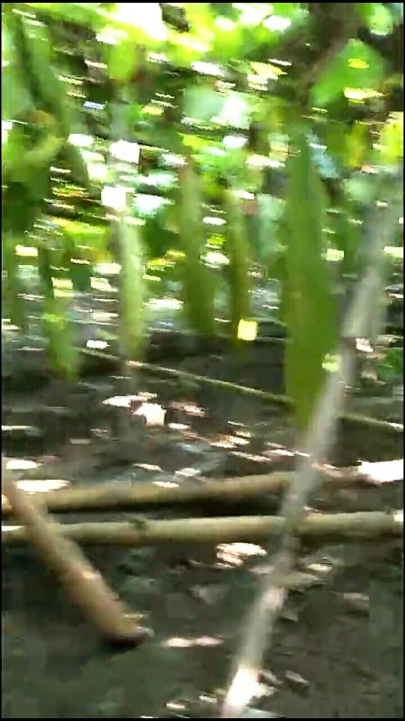 丝瓜络