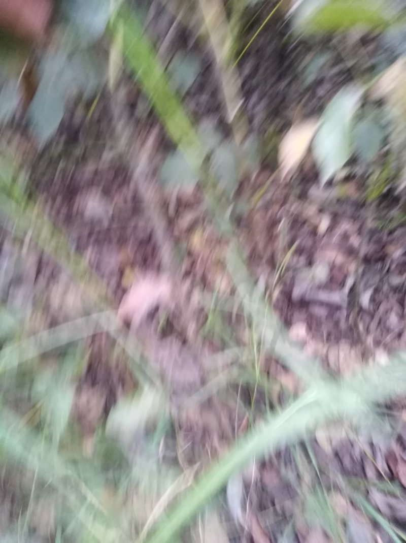 核桃苗