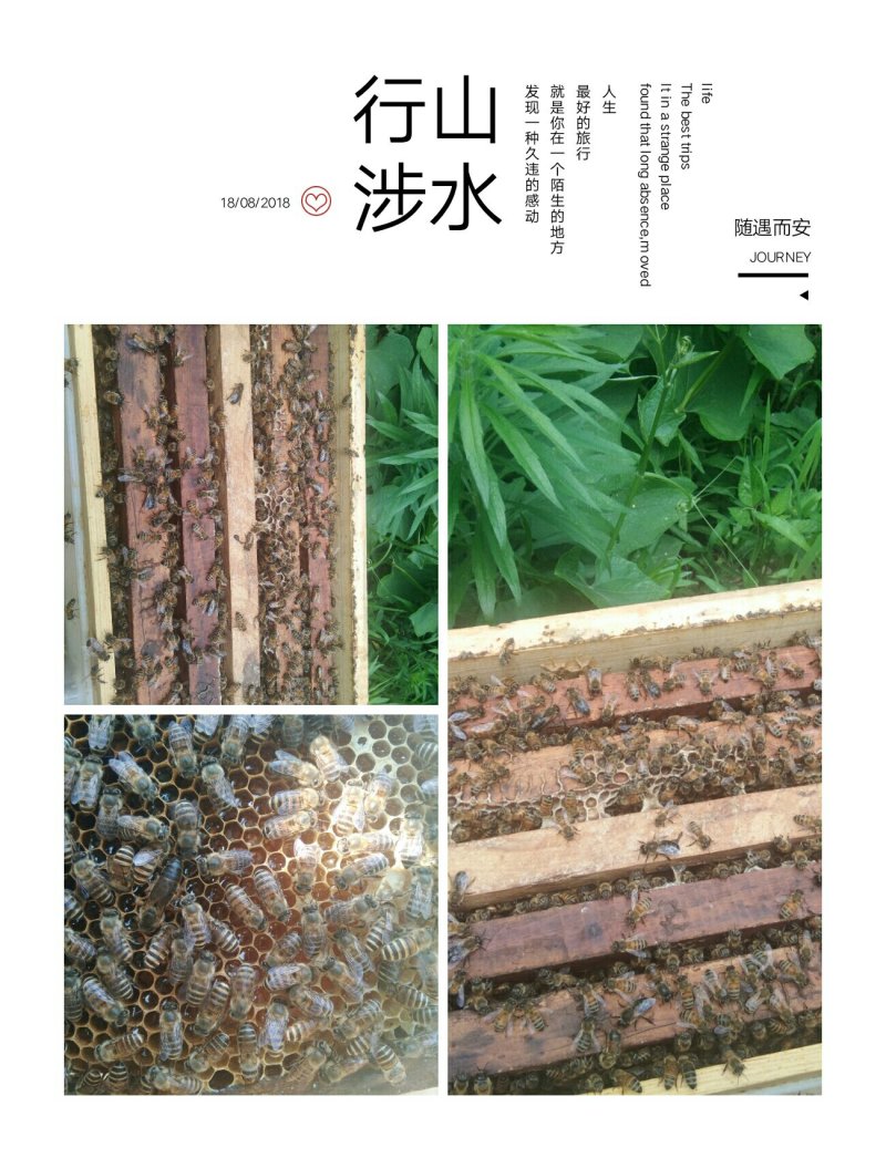 蜂好无病可以来看