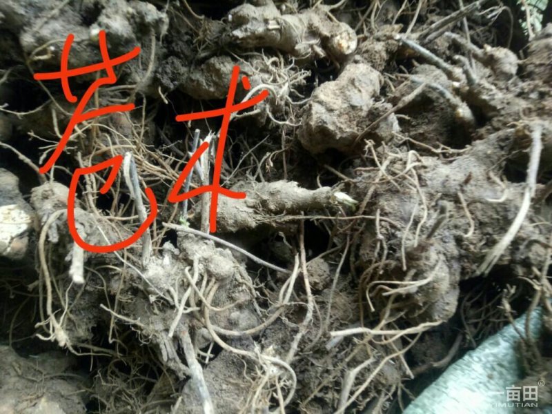 家种苍术，牡丹正宗油牡丹