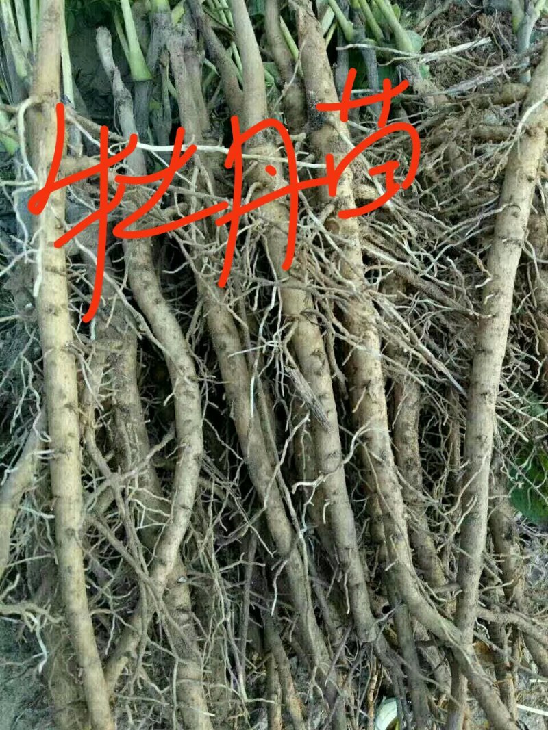 家种苍术，牡丹正宗油牡丹