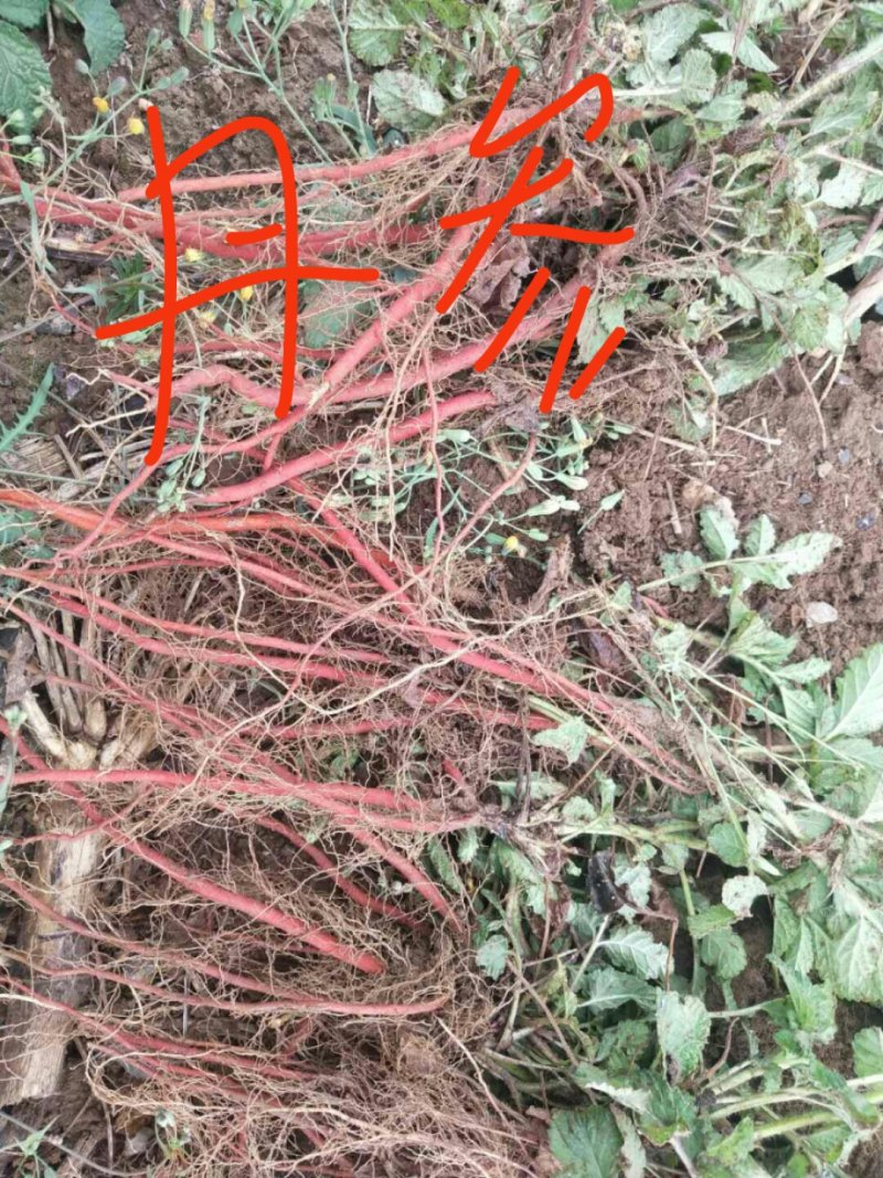 家种苍术，牡丹正宗油牡丹