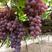 优质龙眼葡萄已经上市，产地直销，色泽好，果粒大。