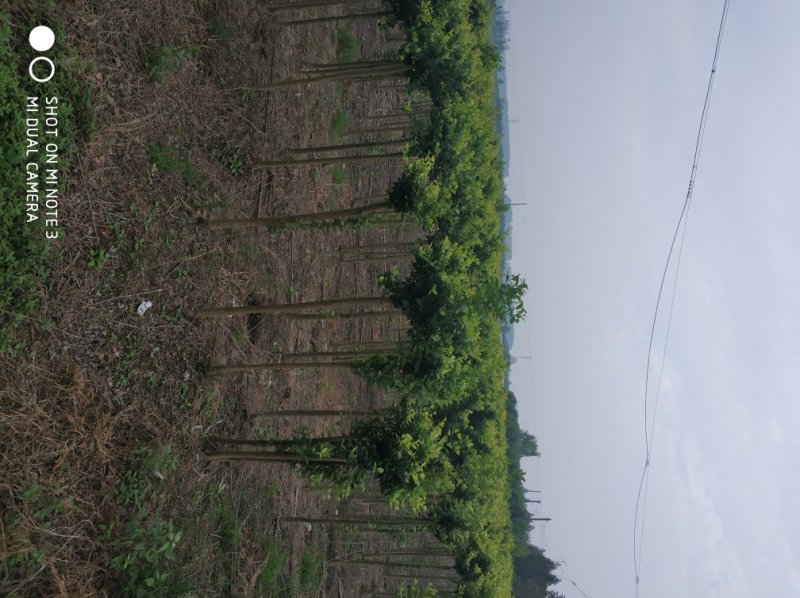 高杆金漆女贞开始对外出售地径3到6公分，需要的请联系我。