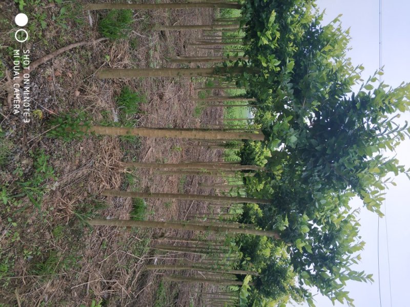 高杆金漆女贞开始对外出售地径3到6公分，需要的请联系我。