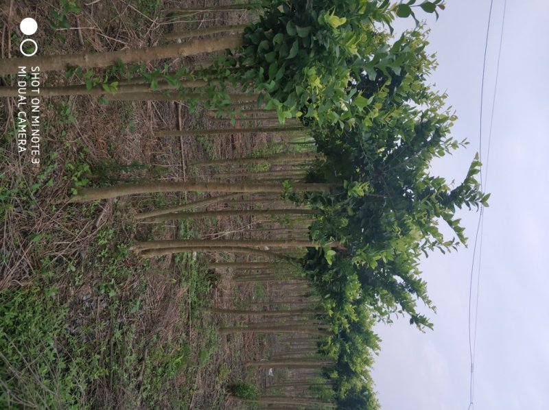 高杆金漆女贞开始对外出售地径3到6公分，需要的请联系我。