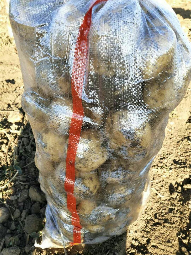 黄金薯，尤金，杠三七，荷兰系列，延薯四杠二土豆，大量上市