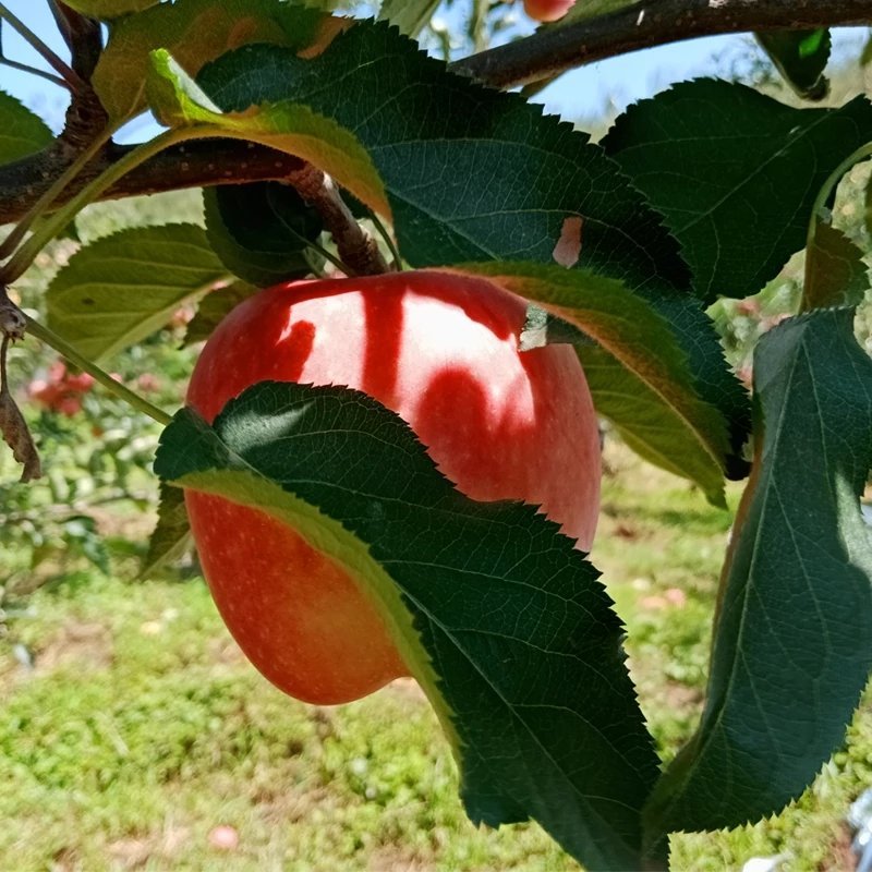 108有机苹果