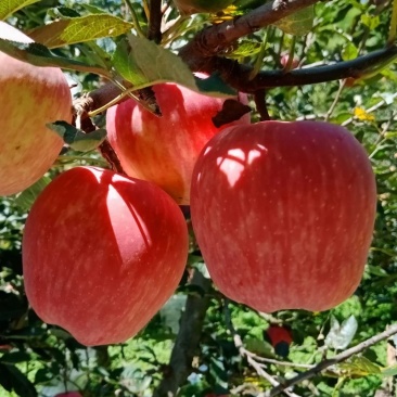 108有机苹果