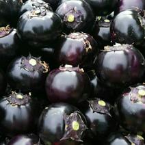 山东聊城紫光圆茄，规格6两以上，量大从优。