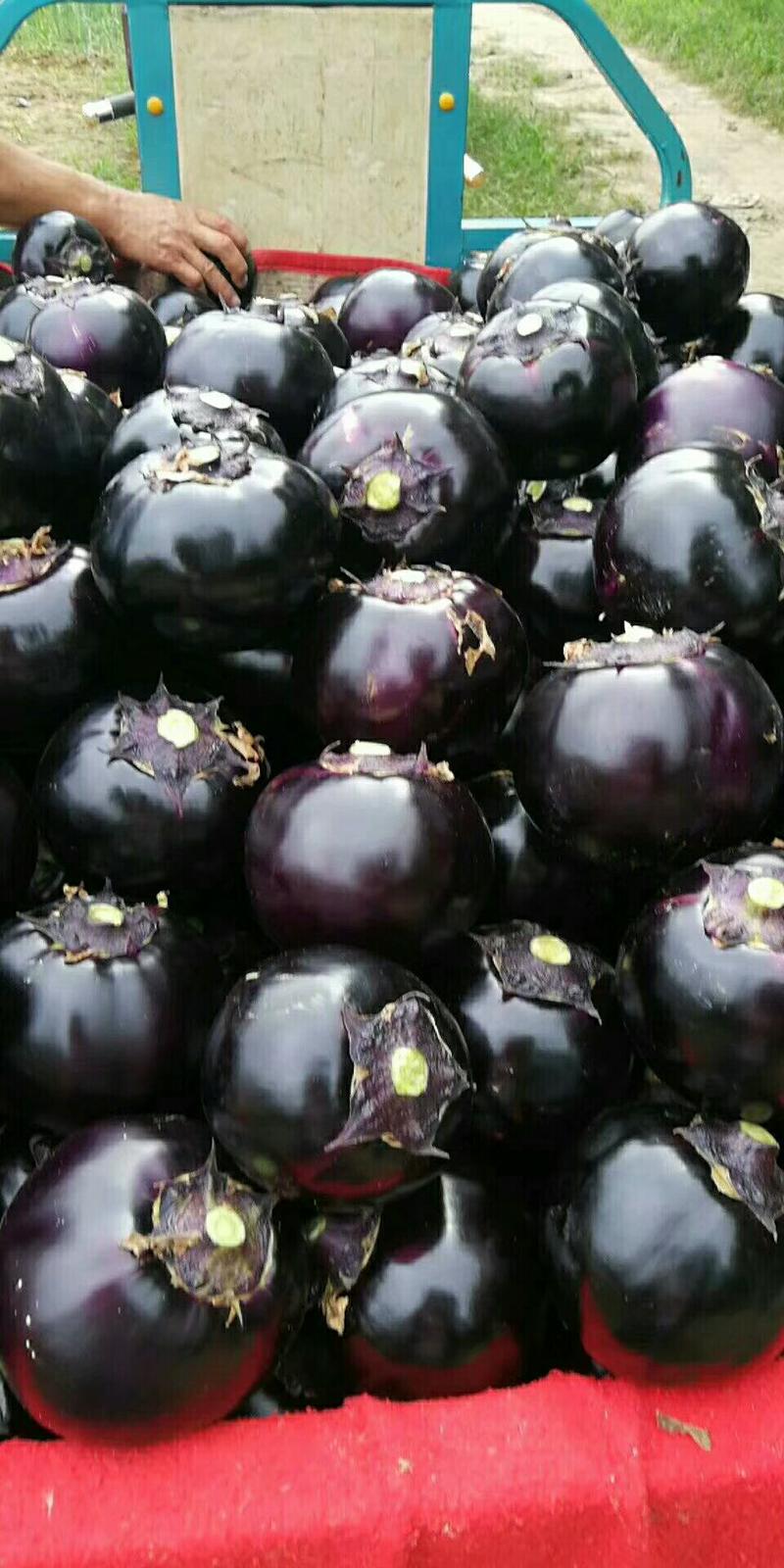 山东聊城紫光圆茄，规格6两以上，量大从优。