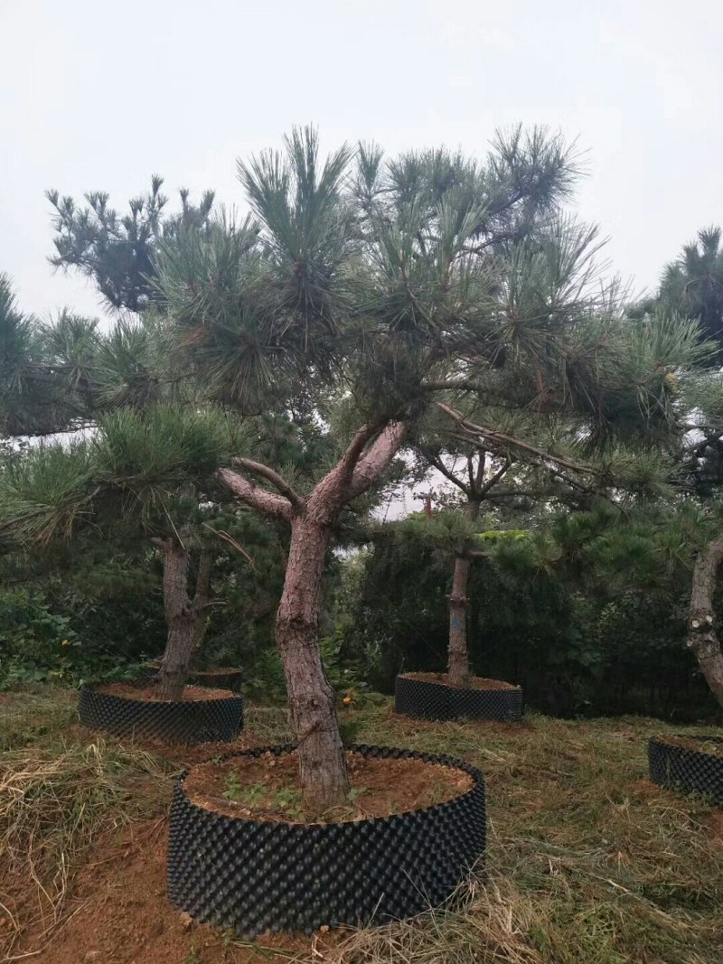 泰山景松，泰山造型松泰山望人松视频看货