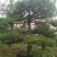 泰山景松，泰山造型松泰山望人松视频看货