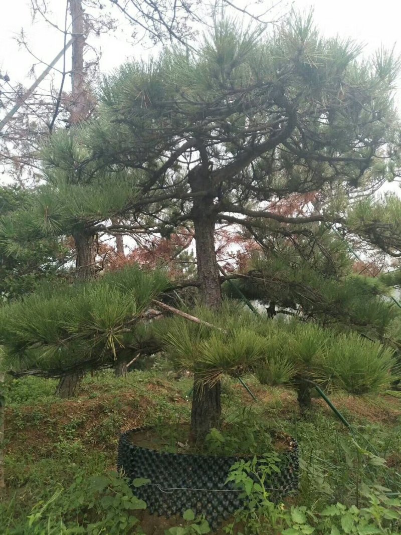 泰山景松，泰山造型松泰山望人松视频看货