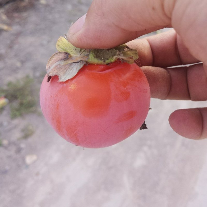 陕西火晶柿子产地直发包邮