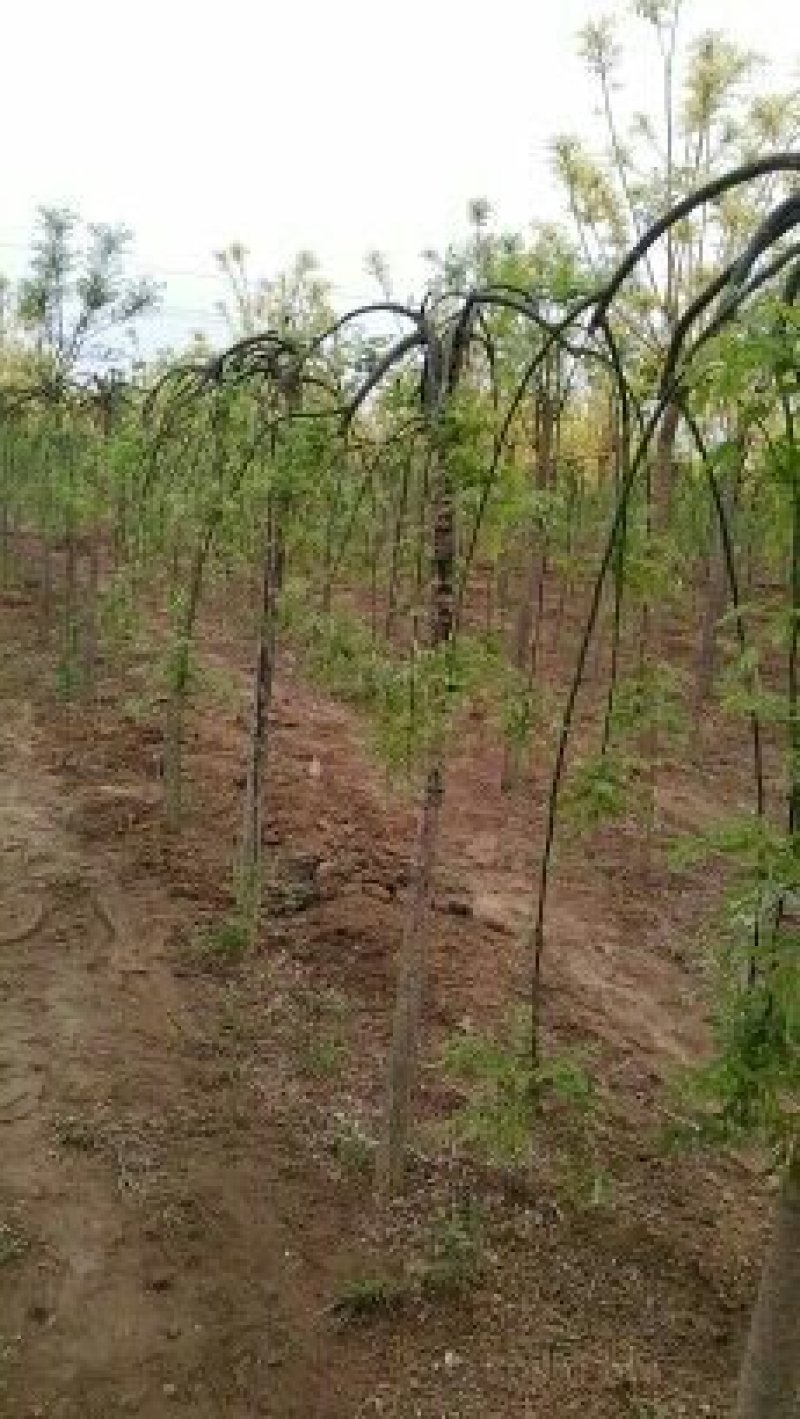 垂枝槐价格，龙爪槐基地，倒槐基地视频看货