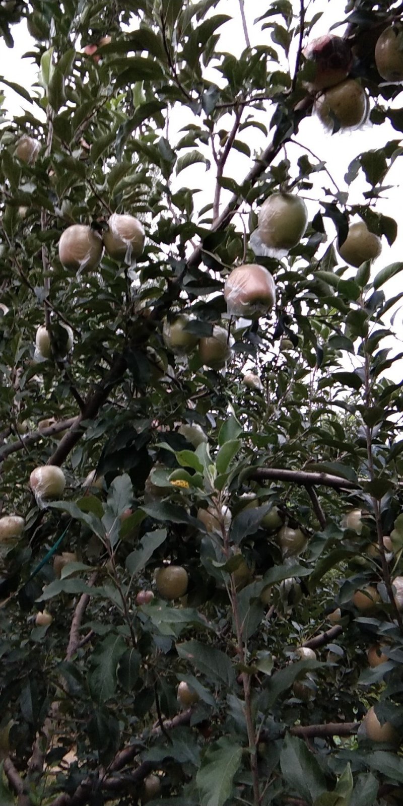 苹果
