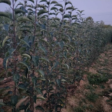 维纳斯黄金苹果苗-树苗苗基地包成活肉质好-果汁多口感脆香