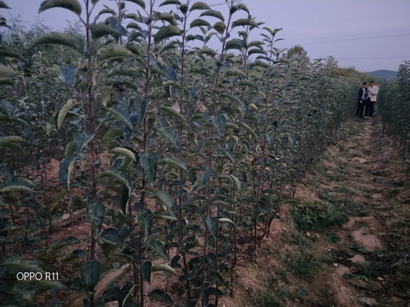 维纳斯黄金苹果苗-树苗苗基地包成活肉质好-果汁多口感脆香