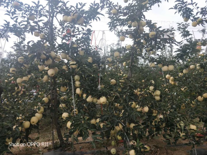 维纳斯黄金苹果苗-树苗苗基地包成活肉质好-果汁多口感脆香