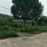 八月桂