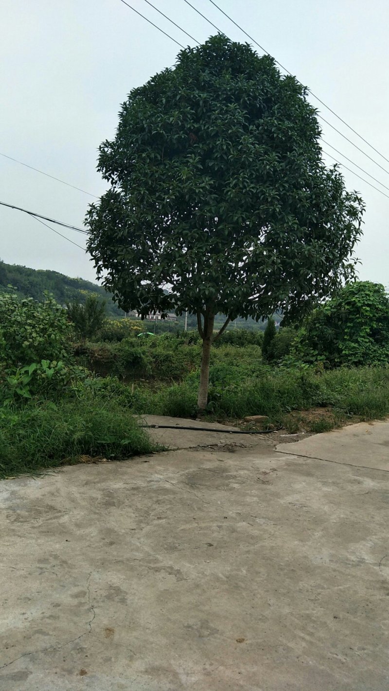 八月桂
