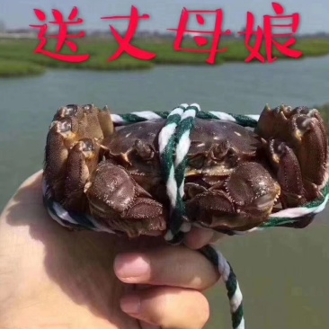 徽湖螃蟹合作社